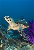 Underwater oasis: where to dive in Oman